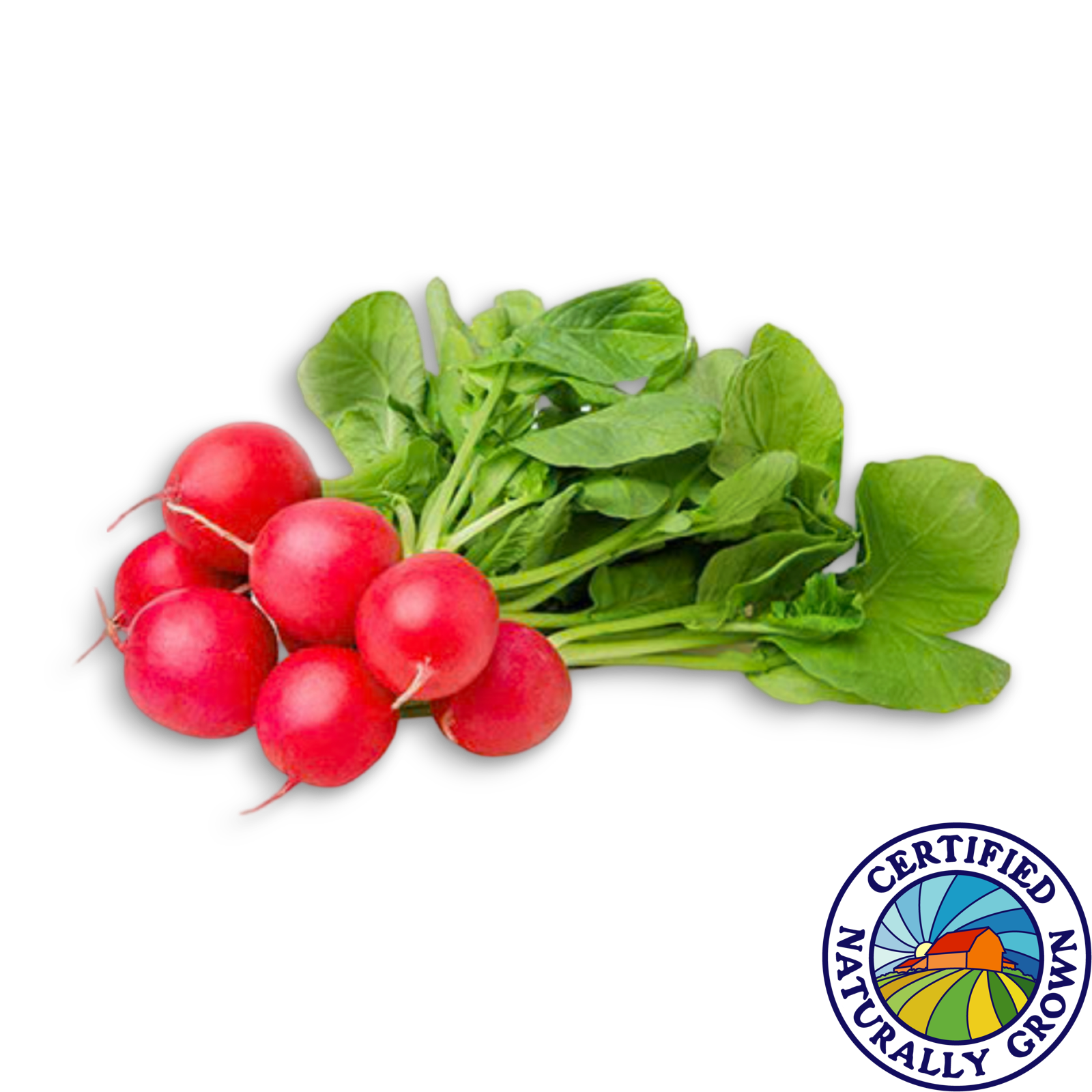 Cherry Bell Radishes, Bunch