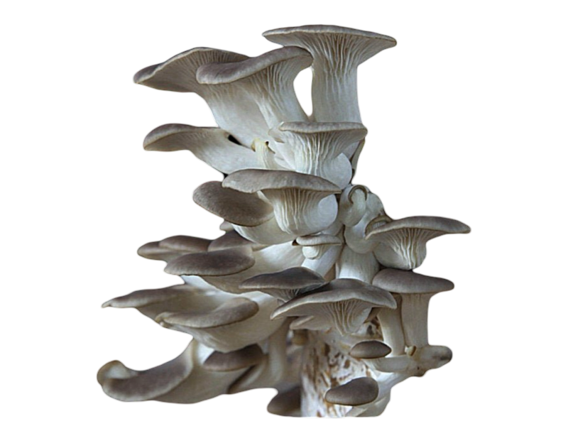 Phoenix Oyster Mushrooms, 8oz